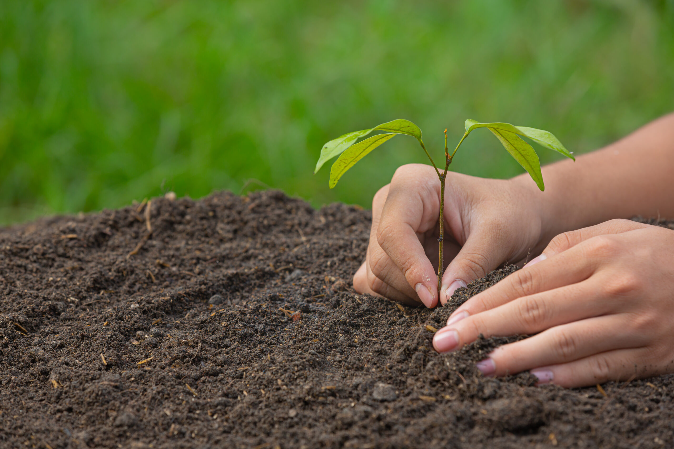 A hand planting a young green sapling